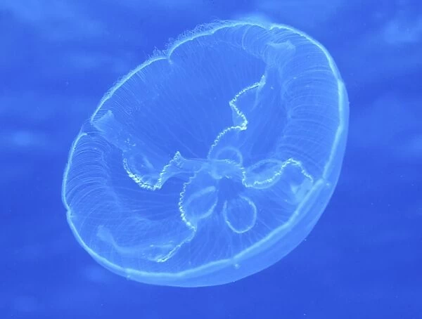 Moon Jellyfish (Aurelia aurita) open water view clearly showing markings and underside of jellyfish, St Abbs, Scotland, UK North Sea