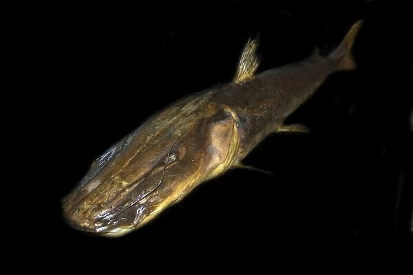 Tiger catfish, Pseudoplatystoma fasciatum, Manaus, Amazonas, Brazil