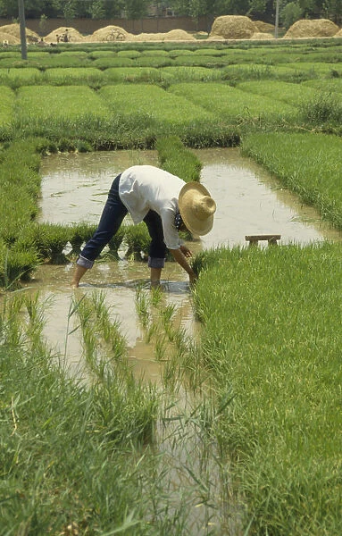10074805. CHINA Kaifeng Woman in straw hat planting rice