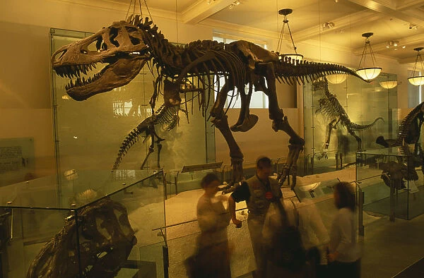 20025096. USA New York New York City Natural History Museum. Dinosaur skeleton exhibit