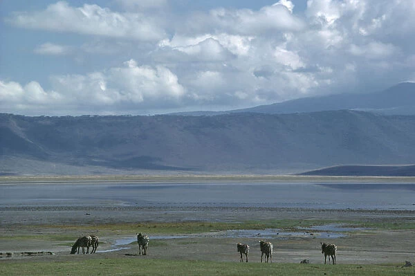 20039424. TANZANIA Ngorongoro Crater Landscape with grazing zebra