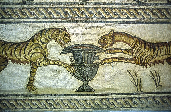20066316. LIBYA Tolmeita Mosaic depicting tigers