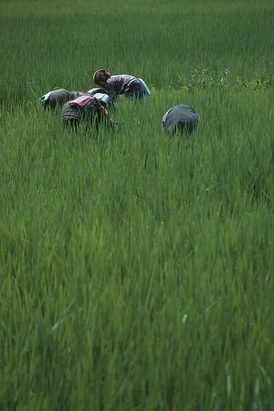 20077105. BHUTAN Paro Valley Women working in paddy field