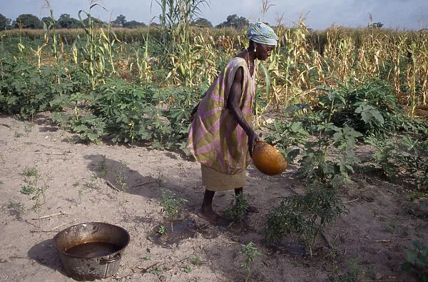 20084743. GAMBIA Agriculture Woman watering plants