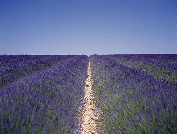 20088104. FRANCE Haute Provence Digne les Bains Lavender field with blue sky