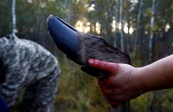 Belarusian hunters cut a killed elk as they take part in the hunting of wild ungulates