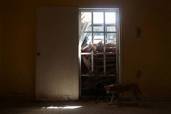 A dog stand inside an abandoned house whose door is blocked by mud and a car, in Utuado