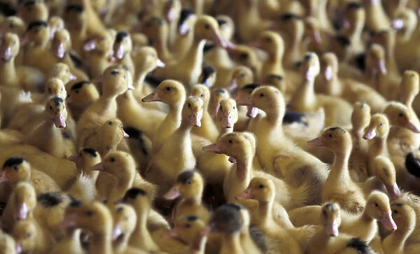 A flock of ducklings scramble in their shelter at a poultry farm in Doazit