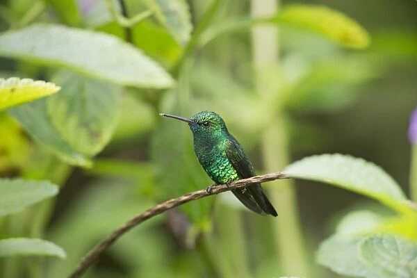 Blue-chinned Sapphire (Chlorestes notatus) adult male, perched on stem, Trinidad, Trinidad and Tobago, November