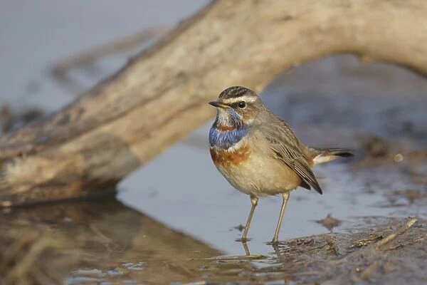 Bluethroat (Luscinia svecica) adult male, standing in shallow water, Long Valley, New Territories, Hong Kong, China