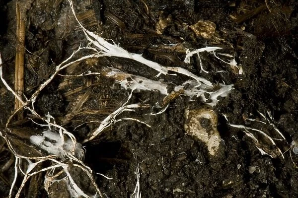 Branching threads of fungus mycelium in organic soil