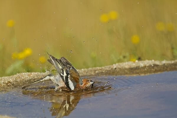 Chaffinch (Fringilla coelebs) adult male, bathing in pool, Spain, may