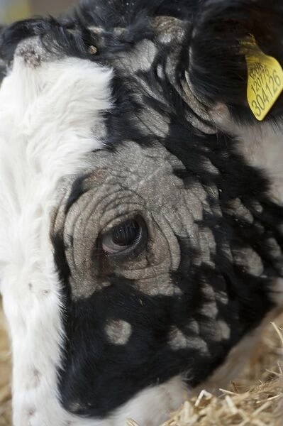 Dairy farming, young dairy heifer, with Ringworm infection, close-up of head, North Yorkshire, England, November