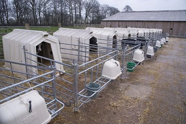 Domestic Cattle, Holstein dairy calves, standing in calf hutches, Cheshire, England, January