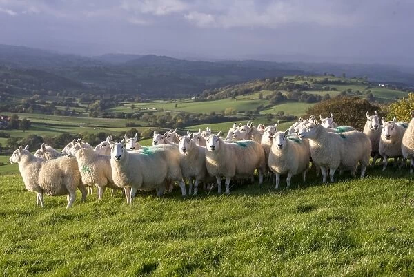 Domestic Sheep, Welsh Mules (Improved Welsh Mountain ewes put to Bluefaced Leicester rams), flock standing in pasture