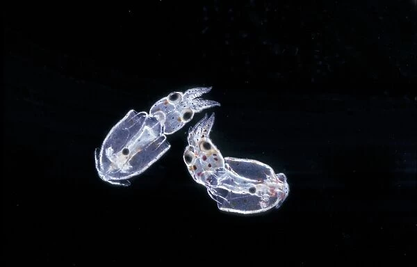 Dwarf Squid (Alloteuthis subulata) Young just hatched  /  x 3