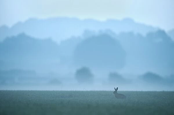 European Hare (Lepus europaeus) adult, sitting in field habitat on misty morning before sunrise, Tamworth