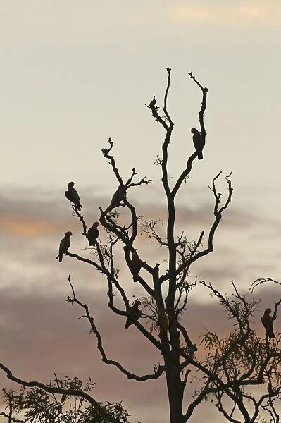 Galah (Eolophus roseicapillus) flock, perched in tree at roost, silhouetted at dusk, Queensland, Australia