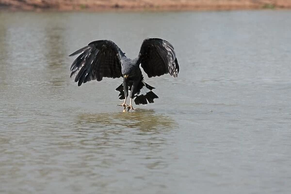 Great Black Hawk (Buteogallus urubitinga) adult, in flight, catching dead fish from river surface, Pixaim River, Mato Grosso, Brazil, september