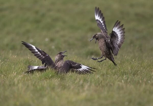 Great Skua (Stercorarius skua) three adults, fighting, Shetland Islands, Scotland, june