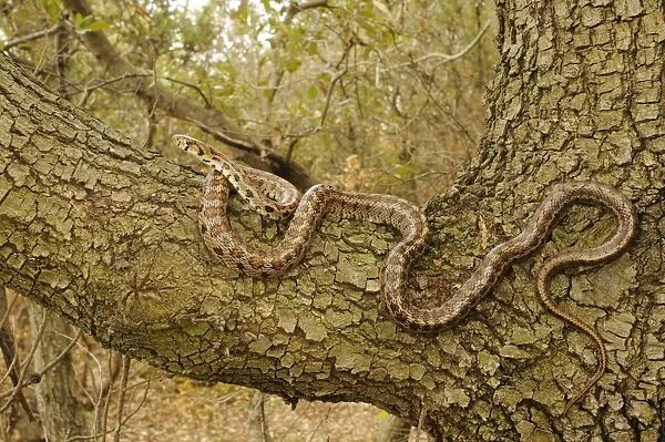 Leopard Snake (Zamenis situla) adult, on branch in tree, Croatia, april