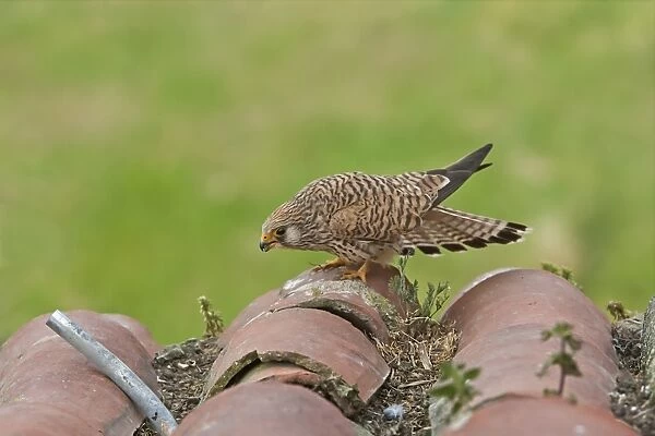 Lesser Kestrel (Falco naumanni) adult female, displaying ready for mating, standing on roof tiles, Extramadura, Spain, april