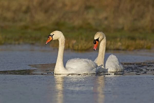Mute Swan (Cygnus olor) adult pair, swimming on partially frozen pond, Suffolk, England, December