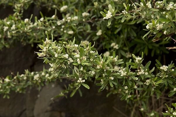 Narrowleaf Firethorn (Pyracantha angustifolia) introduced invasive species, close-up of leaves and flowers, Lesotho