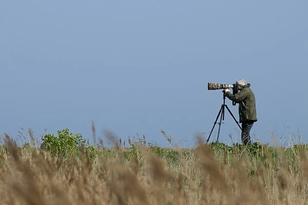 Nature photographer using camera on tripod in coastal marshland, Cley Marshes Reserve, Cley-next-the-sea, Norfolk, England, april