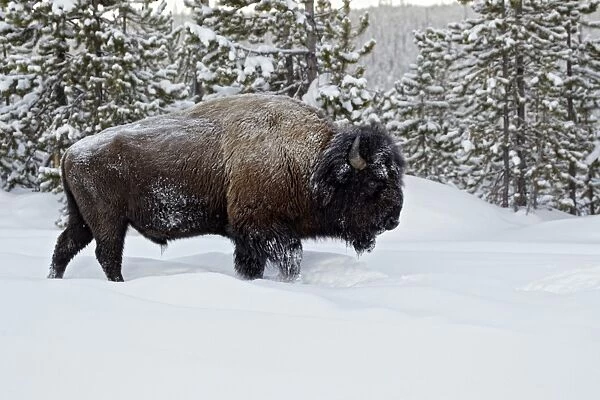 North American Bison (Bison bison) adult male, walking in snow, Yellowstone N. P. Wyoming, U. S. A. february