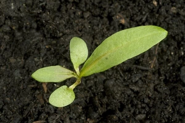 Redshank, Polygonum maculosa, seedling cotyledons with first true leaf