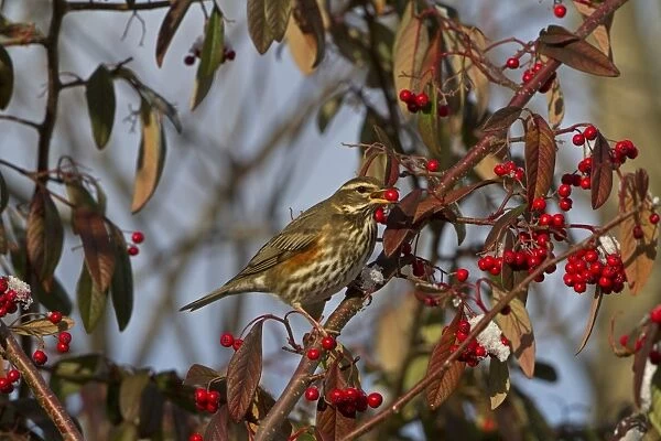 Redwing (Turdus iliacus) adult, feeding on cotoneaster berries, Shropshire, England, december