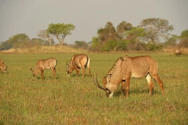 Roan Antelope (Hippotragus equinus) adults and calves, herd feeding on grassy plain, Kafue N. P. Zambia, September