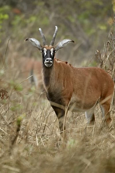 Roan Antelope (Hippotragus equinus) adult female, with mouth open, standing in dry woodland, Fatalah Reserve, Senegal, january