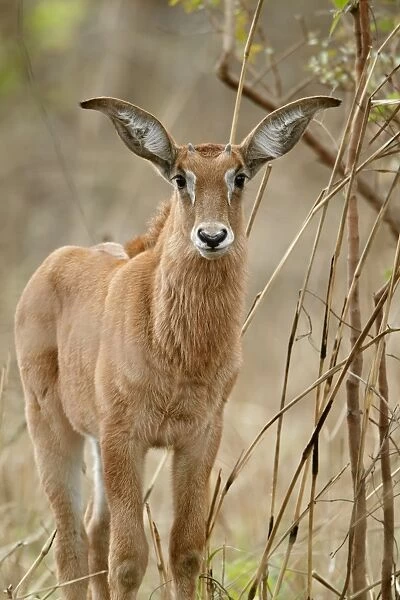Roan Antelope (Hippotragus equinus) calf, standing in dry woodland, Fatalah Reserve, Senegal, january