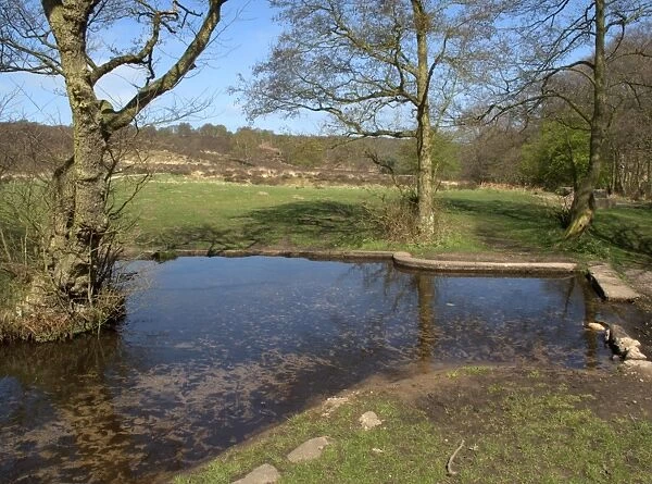Shallow stream at edge of woodland and heathland habitat, Sherbourne Valley, Cannock Chase, Staffordshire, England