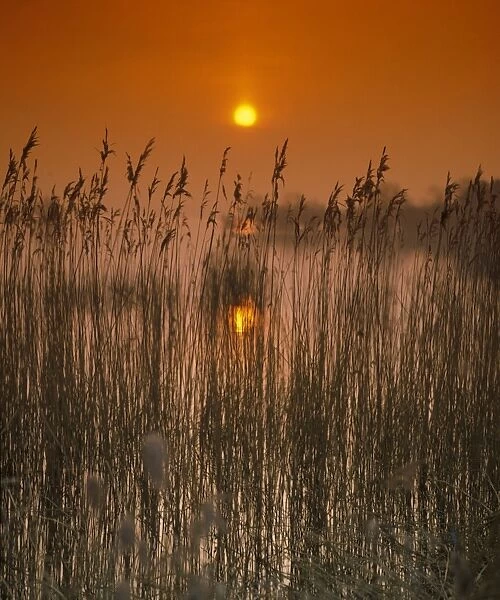 Sunset over reedbed at edge of reservoir, Chew Valley Lake, Chew Valley, Somerset, England