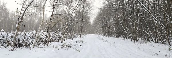 Track through snow covered coppice woodland habitat, Cromers Wood Nature Reserve, Kent Wildlife Trust, Kent, England