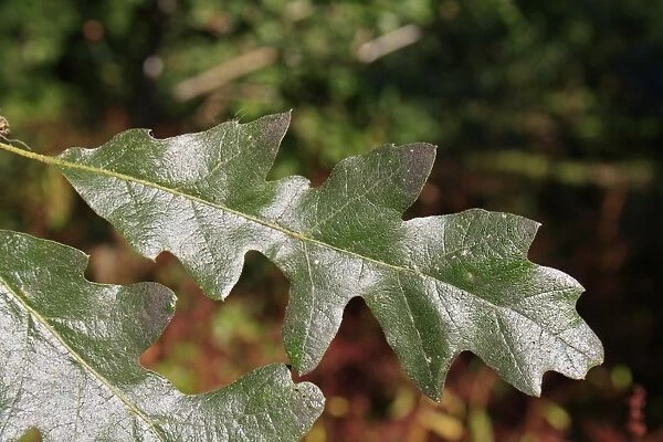 Turkey Oak (Quercus cerris) close-up of leaf, growing in woodland, Vicarage Plantation, Mendlesham, Suffolk, England