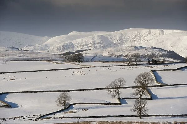 View of snow covered farmland with drystone walls, sheep flock and distant fells, near Shap, Cumbria, England, January