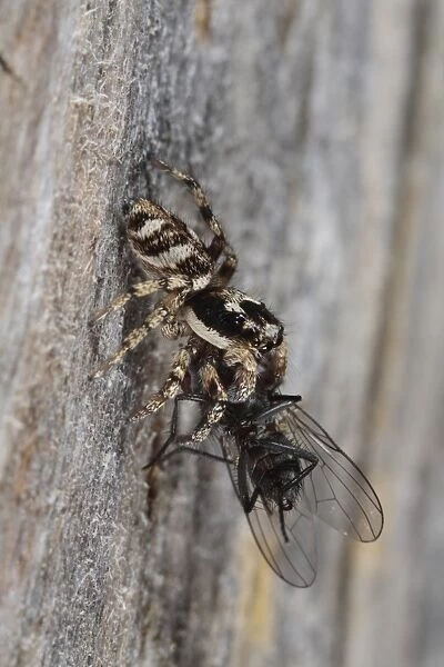 Zebra Jumping Spider (Salticus scenicus) adult, feeding on fly prey, Powys, Wales, august