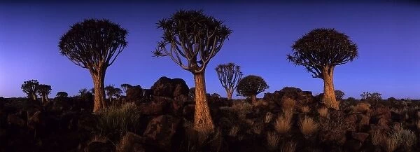 Africa, Namibia, Keetmanshoop, Evening twilight lights Quiver Tree (Aloe dichotoma)