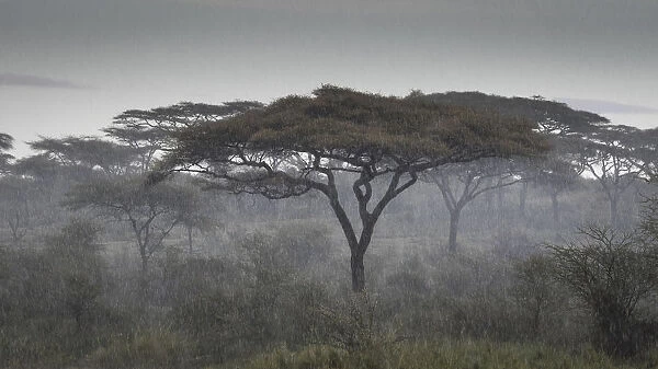 Africa, Tanzania, Ngorongoro Conservation Area. Rain and trees on savannah. Credit as