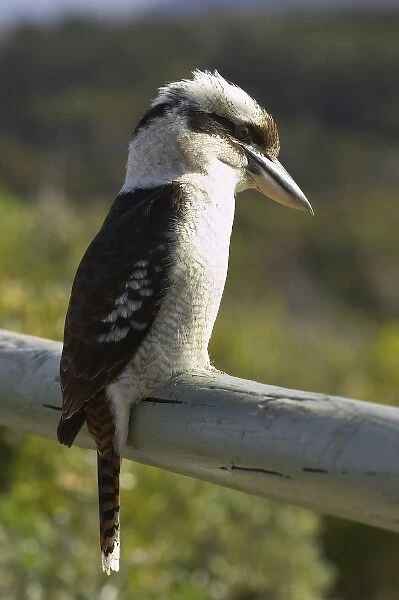 Australia. Laughing Kookaburra ( Dacelo novaeguineae or Dacelo gigas )
