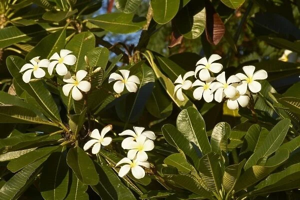 Australia. Frangipani flowers, Kununurra, Kimberley Region, Western Australia, Australia
