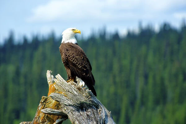 A bald eagle (Haliaeetus leucocephalus perching on a dead tree scans the marsh of