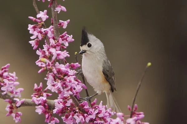 Black-crested Titmouse, Baeolophus atricristatus, adult perched on branch of blooming