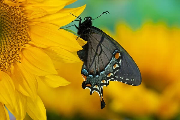 Black form of Eastern Tiger Swallowtail Butterfly, Papilio glaucus