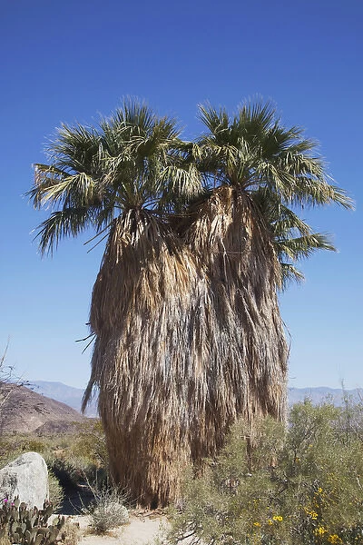 CA, Anza-Borrego Desert State Park, California fan palm tree