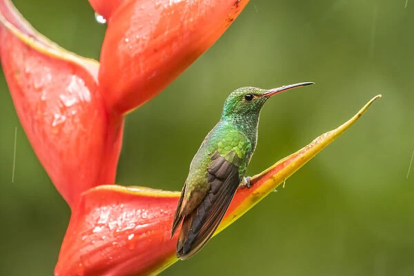 Costa Rica, Sarapiqui River Valley. Rufous-tailed hummingbird on heliconia plant. Credit as